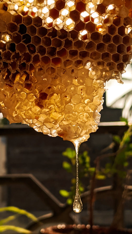 The sealed nectar, Honey