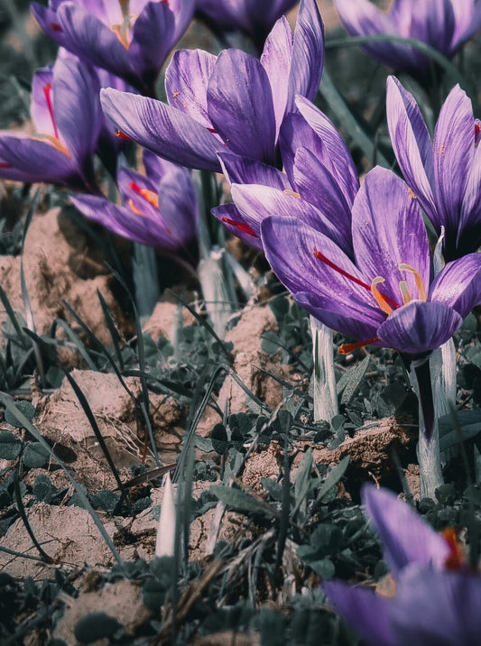Brief history and essence of Saffron