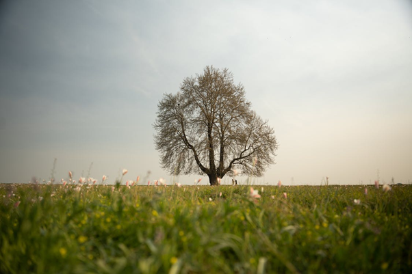 Echoes of the Chinar – Kashmir’s Autumn Muse