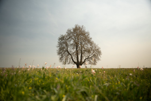 Echoes of the Chinar – Kashmir’s Autumn Muse