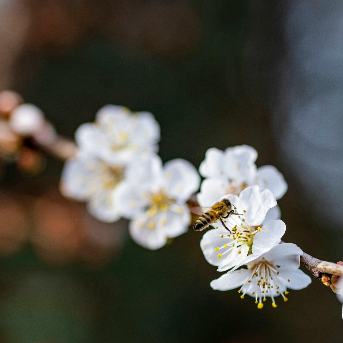 White Gold in Bloom
