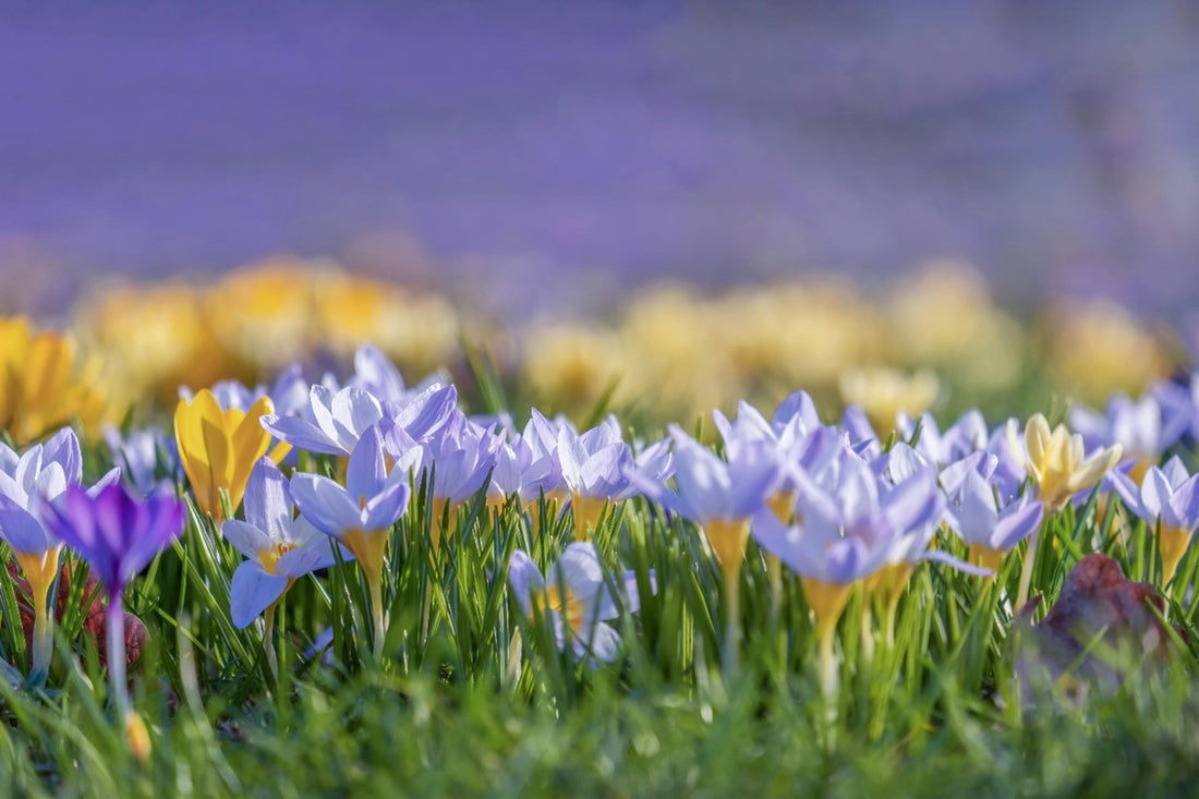 The History of Saffron in Kashmir - A Hands of Gold Perspective